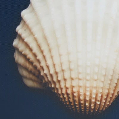 (Set Of 4) 12" Square Ocean Seashells Framed Canvas Decorative Wall Art Set Blue 4 (Set Of 4) 12" Square Ocean Seashells Framed Canvas Decorative Wall Art Set Blue - Image 2