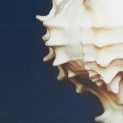 (Set Of 4) 12" Square Ocean Seashells Framed Canvas Decorative Wall Art Set Blue 12 (Set Of 4) 12" Square Ocean Seashells Framed Canvas Decorative Wall Art Set Blue -Home Decor Shop GUEST 2842965b c666 426a 9439 6dda1db6cf5d