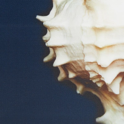 (Set Of 4) 12" Square Ocean Seashells Framed Canvas Decorative Wall Art Set Blue 6 (Set Of 4) 12" Square Ocean Seashells Framed Canvas Decorative Wall Art Set Blue - Image 4