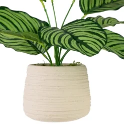 Northlight 13" Artificial Arrowroot Plant In Beige Ceramic Pot 9 Northlight 13" Artificial Arrowroot Plant In Beige Ceramic Pot -Home Decor Shop GUEST 375ea277 1ff2 43a8 87d2 9d4997b7a084