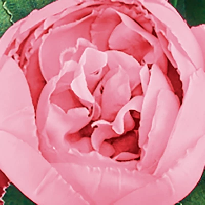 Collections Etc Cabbage Rose Bushes Set Of 3 4 Collections Etc Cabbage Rose Bushes Set Of 3 - Image 2