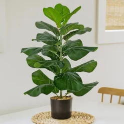 Forever Leaf 28" Artificial Fiddle Fig Leaf Plant In Black Pot, Indoor Artificial Plant For Home Decor 10 Forever Leaf 28" Artificial Fiddle Fig Leaf Plant In Black Pot, Indoor Artificial Plant For Home Decor -Home Decor Shop GUEST 3e6b1211 dd20 4c5f b682 f798dc670a05