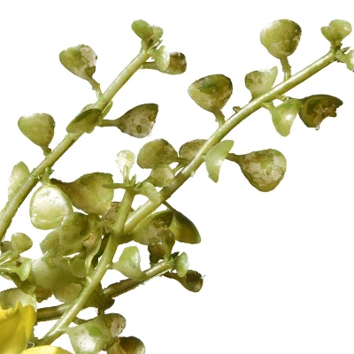 National Tree Company 22" Cosmos Flowers Wreath 5 National Tree Company 22" Cosmos Flowers Wreath - Image 3