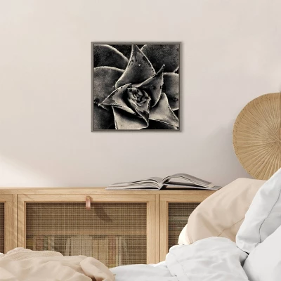 16" X 16" Seattle Succulents By Gary Horsfall Framed Canvas Wall Art - Amanti Art 5 16" X 16" Seattle Succulents By Gary Horsfall Framed Canvas Wall Art - Amanti Art - Image 3