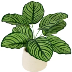 Northlight 13" Artificial Arrowroot Plant In Beige Ceramic Pot 10 Northlight 13" Artificial Arrowroot Plant In Beige Ceramic Pot -Home Decor Shop GUEST 473dae86 5300 4d2f 9768 35640d716124