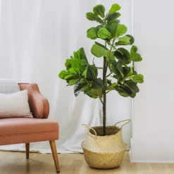 Forever Leaf 60" Artificial Fiddle Leaf Fig Tree With Black Pot, Indoor Artificial Plant For Home Decor -Home Decor Shop GUEST 4c41f880 c771 4593 9be8 f3da88632c0d
