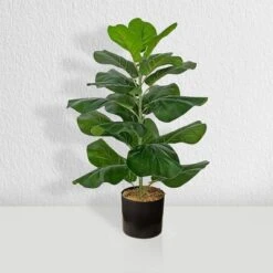 Forever Leaf 28" Artificial Fiddle Fig Leaf Plant In Black Pot, Indoor Artificial Plant For Home Decor 14 Forever Leaf 28" Artificial Fiddle Fig Leaf Plant In Black Pot, Indoor Artificial Plant For Home Decor -Home Decor Shop GUEST 4e70d887 f86d 4d32 ab5e 74d2bc6a11e1