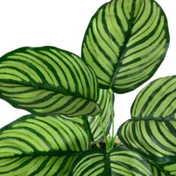 Northlight 13" Artificial Arrowroot Plant In Beige Ceramic Pot 11 Northlight 13" Artificial Arrowroot Plant In Beige Ceramic Pot -Home Decor Shop GUEST 5014b969 ba59 42e5 90d4 901bac4f896e