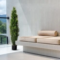 Forever Leaf 36" Cedar Boxwood In Black Pot (2 Pack), Indoor Artificial Plant For Home Decor -Home Decor Shop GUEST 6c80402d 2fd6 467b 9ae9 98241ff7a7a7