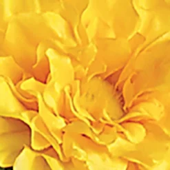 Collections Etc Artificial Multicolor Zinnia Bushes Stakes - Set Of 3 12 Collections Etc Artificial Multicolor Zinnia Bushes Stakes - Set Of 3 -Home Decor Shop GUEST 93d2f473 a43e 4926 a284 42344410259d