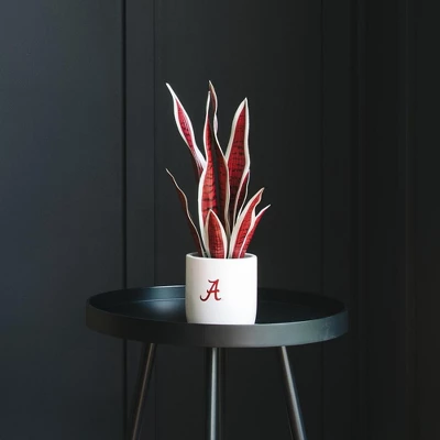 Forever Leaf University Of Alabama Faux Snake Plant, Indoor Artificial Plant For Home Decor 9 Forever Leaf University Of Alabama Faux Snake Plant, Indoor Artificial Plant For Home Decor - Image 7