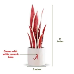 Forever Leaf University Of Alabama Faux Snake Plant, Indoor Artificial Plant For Home Decor 14 Forever Leaf University Of Alabama Faux Snake Plant, Indoor Artificial Plant For Home Decor -Home Decor Shop GUEST a3d36710 16a0 4766 a003 fe55e0136b8d