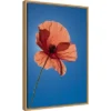 16" X 23" Poppy Flower By Michele Niles Danita Delimont Framed Canvas Wall Art Blue - Amanti Art -Home Decor Shop GUEST b22e8641 ba89 48c2 a80e 12193e587f85