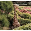 Design Toscano Gigi The Garden Giraffe Statue -Home Decor Shop GUEST d2b5a7c2 c440 4510 acf7 726f4ee9495c