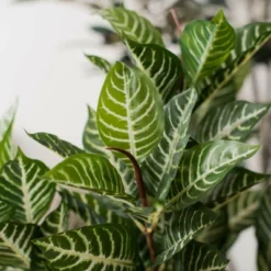 Vickerman 35" Artificial Green Real Touch Zebra Plant. -Home Decor Shop GUEST df090fe0 2fee 496a b8d1 6d79462b2234