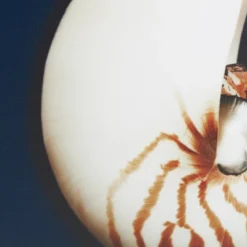 (Set Of 4) 12" Square Ocean Seashells Framed Canvas Decorative Wall Art Set Blue 13 (Set Of 4) 12" Square Ocean Seashells Framed Canvas Decorative Wall Art Set Blue -Home Decor Shop GUEST f1e7bb4f 3318 4d46 a320 6e39c304d7ea