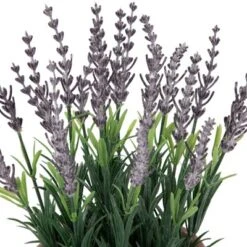 Northlight 10" Artificial Lavender And Leaves In Weathered Pot -Home Decor Shop GUEST f9b847f6 2b3d 4874 9647 fe35ba12d9b2